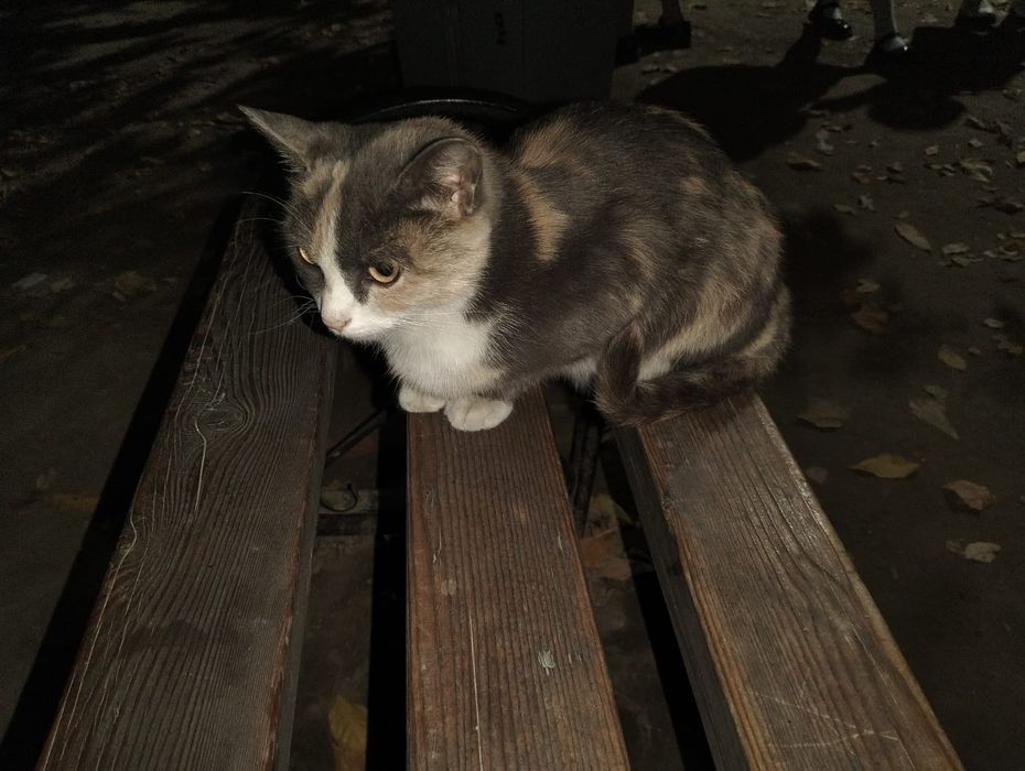 Кошка в добрые руки!