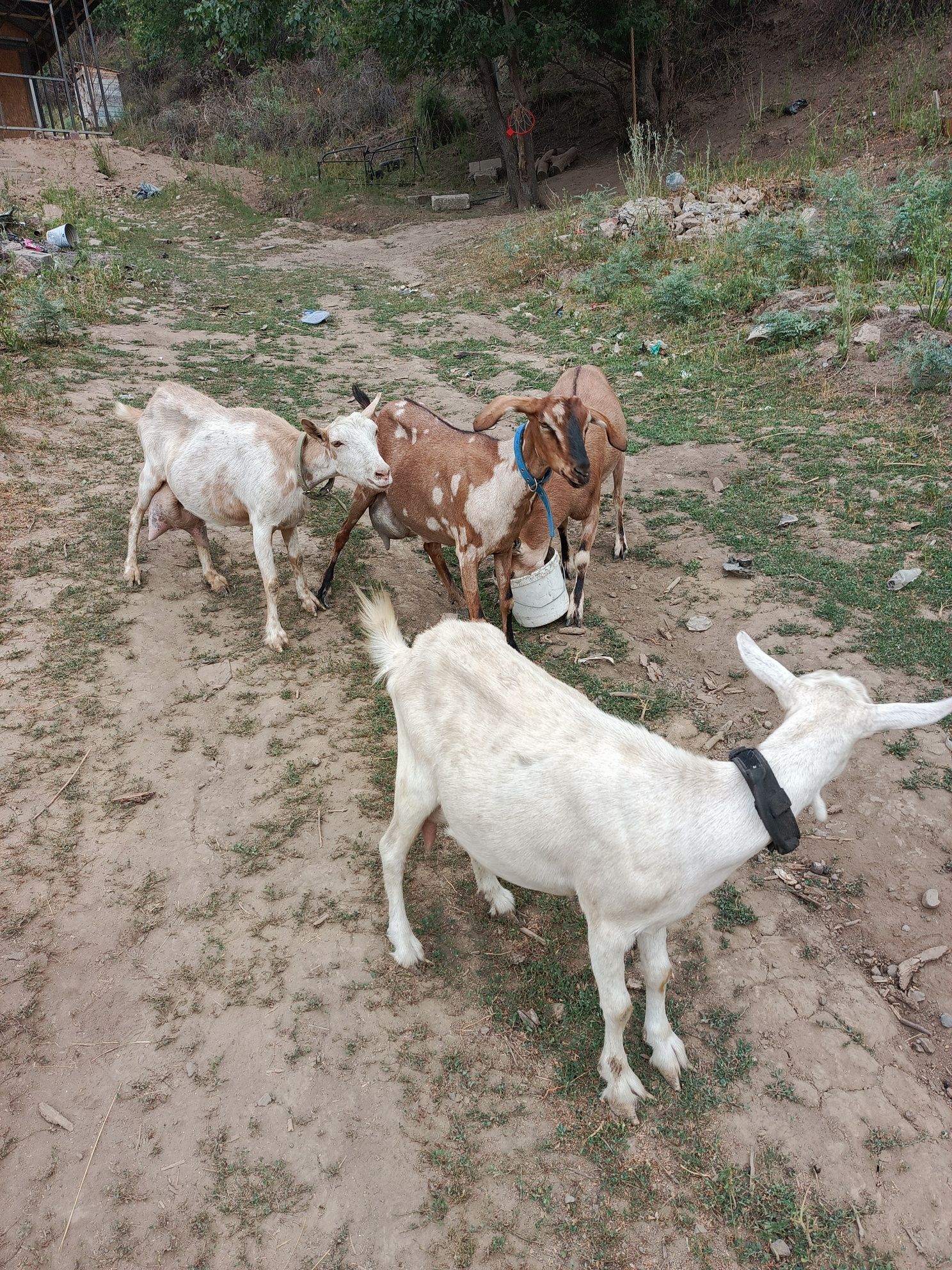 Продается дойные Козы.