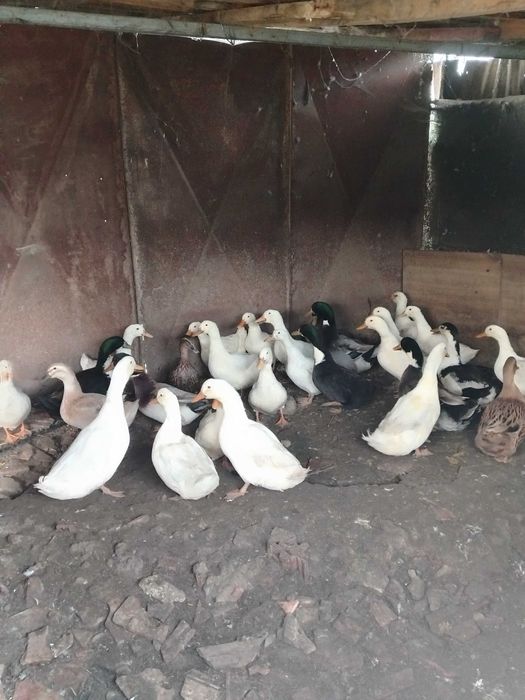 Vând rațe galagioase