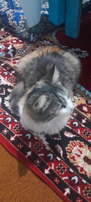 Mushuk zoti tozza