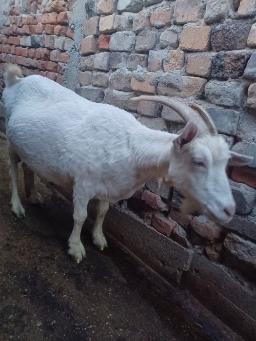 Vând capre, Braneț,Olt