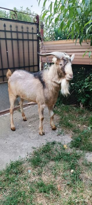 Tap metis de vanzare