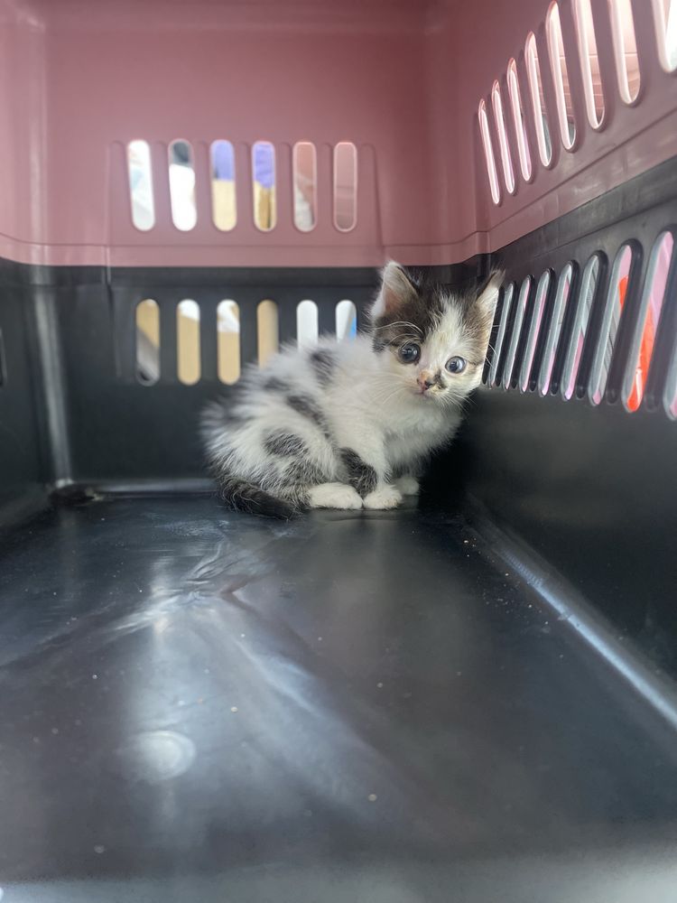 Отдам котенка, девочка , приучена к лотку