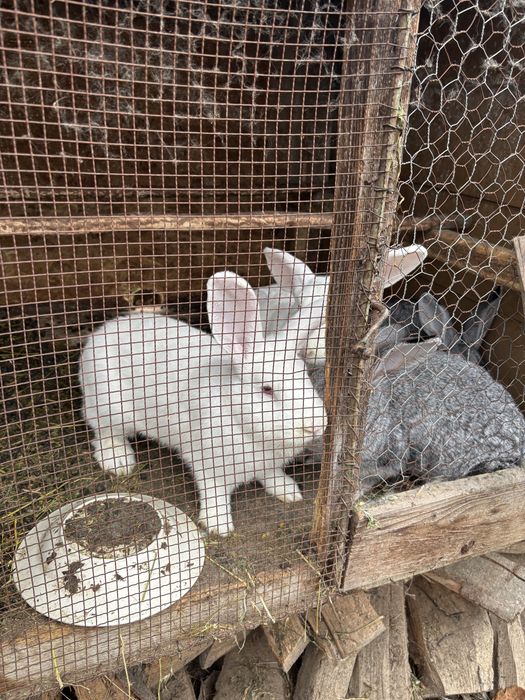 Iepuri de vanzare Stalpeni