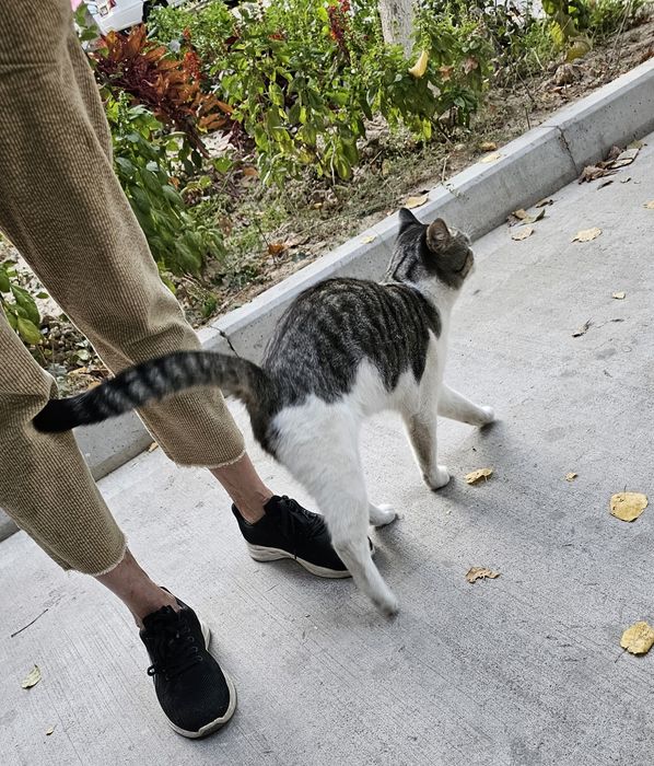 Кот в Добрые Руки!!!