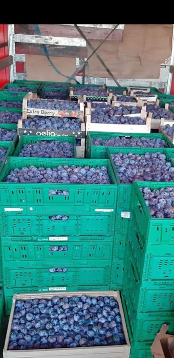 Prune pentru băuturi tradiționale spirtoase cu preț de producător