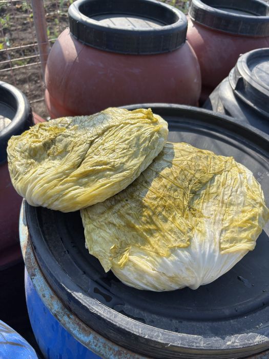 Varză murată plată de vanzare