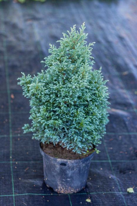 Pepiniera de tuia si arbori ornamentali