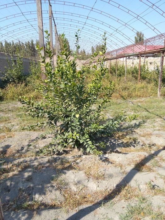 Limon ko'chatlari sotiladi 80 tub bor 4 yillik mir navidan