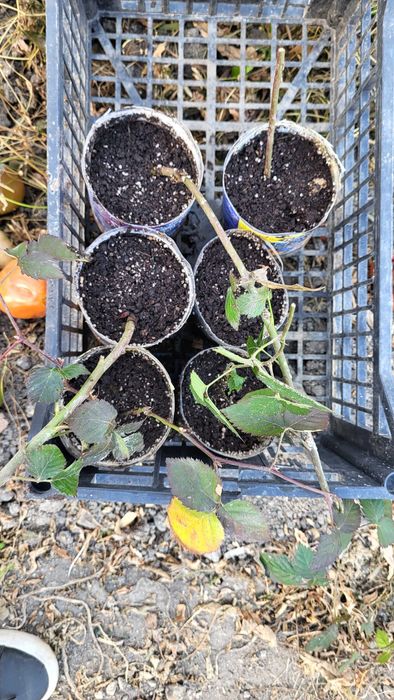 Корени култивирани къпини