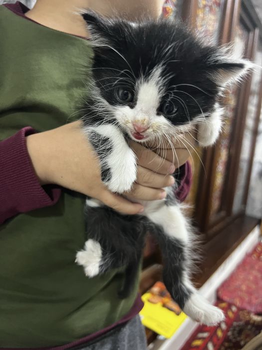 катенок маленкий черно белый безплатна