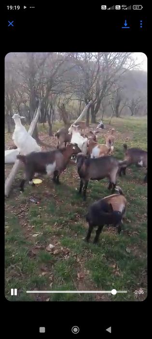 Capre tinere majoritatea la prima și a doua fatare.