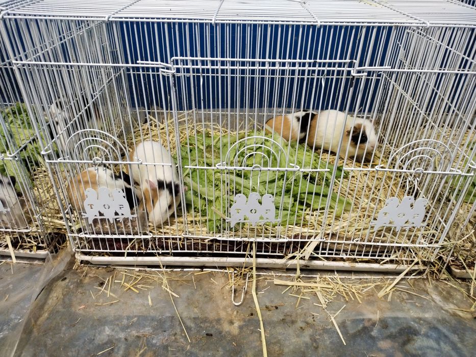 Морской свинкалар Соглом парвариш килинглар