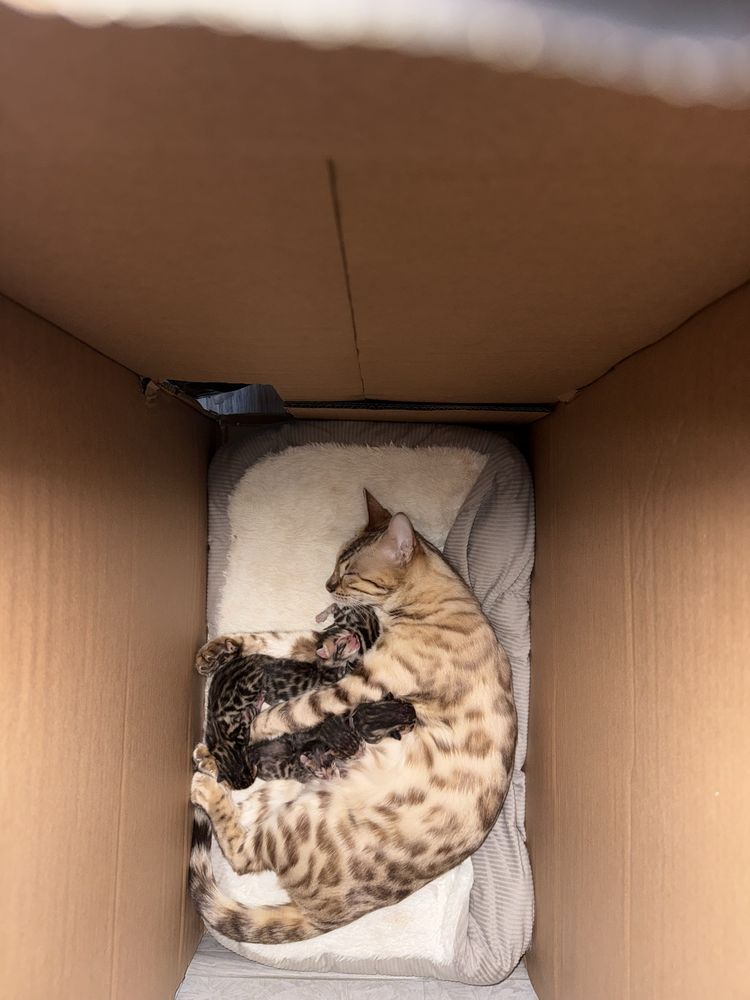 Бенгальские котята