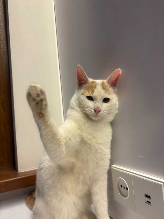 Коты и кошки в добрые руки