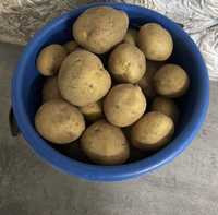 Картофель 200тг/кгУсолка