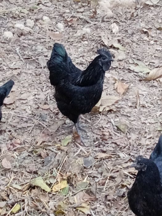 Ухейилюй, Uxeyilyuy Xoʻrozi sotiladi qichqirgan