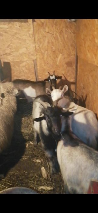 3 capre gestante și un țap