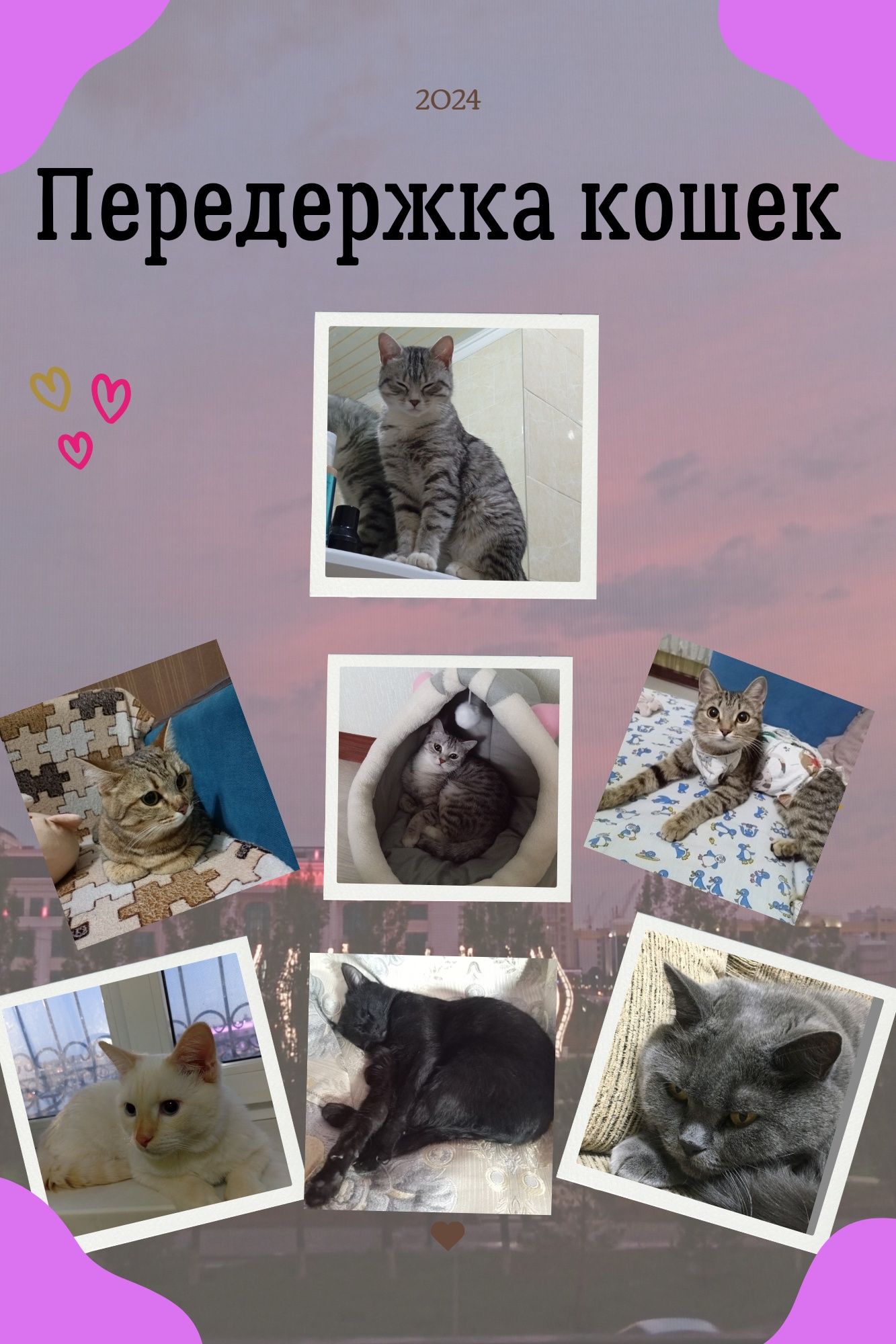 Передержка котов
