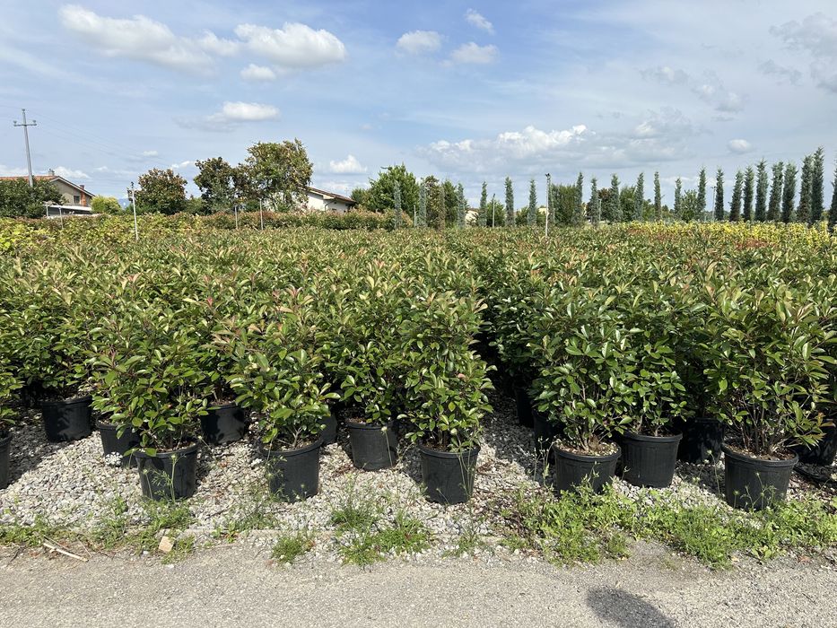 Plante ornamentale pentru spati verzi terase alei gazon piatra natural