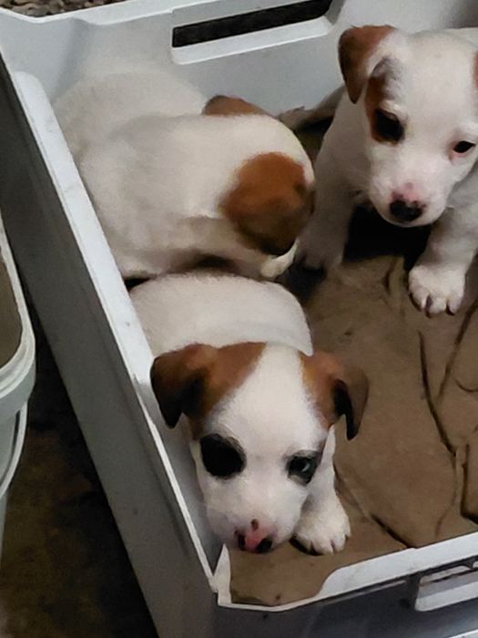 Джак Ръсел териер