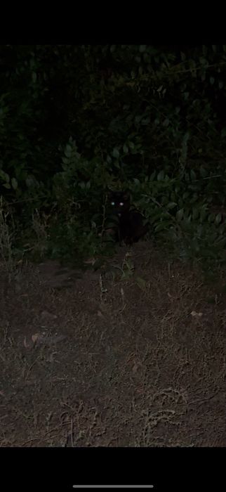 Кошка с котятами