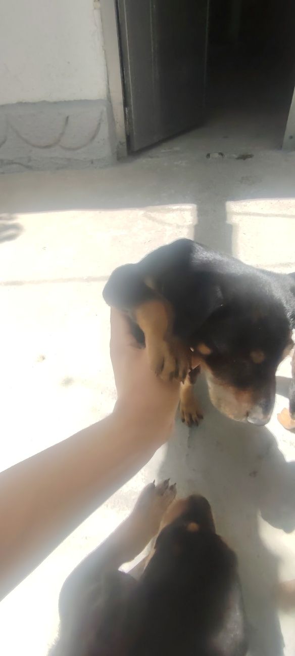Doberman gold rangidan ham bor