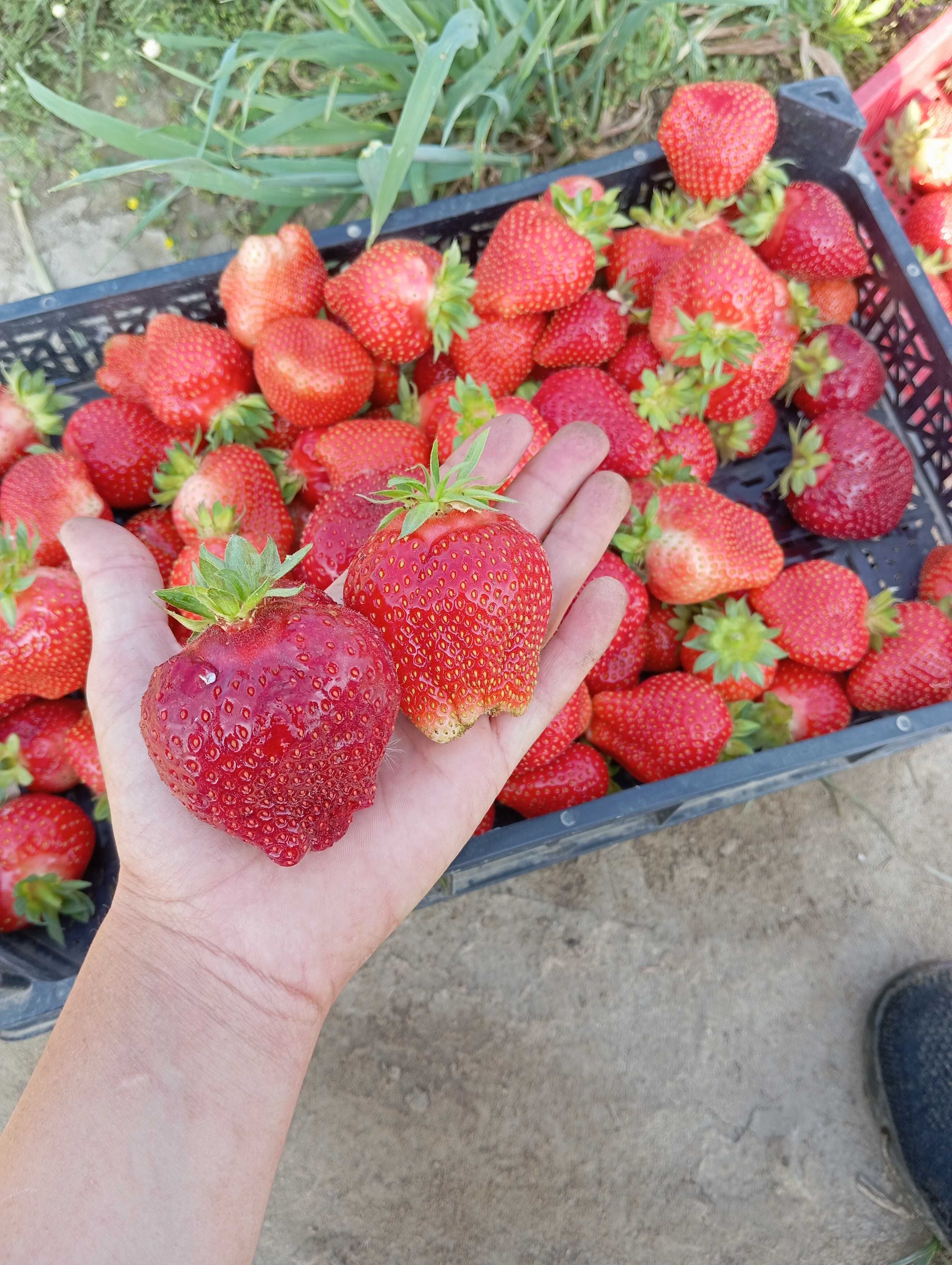 Продавам разсад ягоди, сорт Алба
