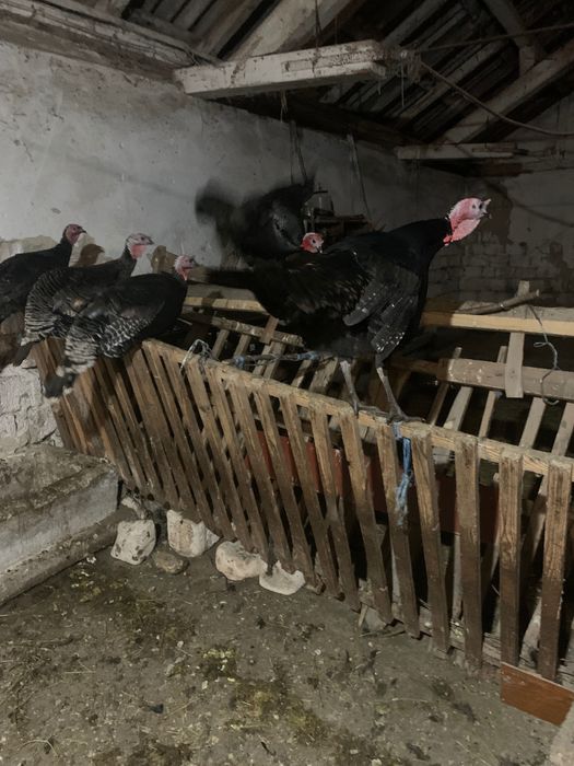 Vand curcani si curci  romanesti  .