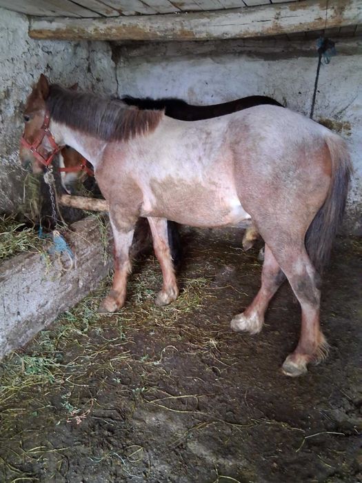 De vanzare 2 manz  10 luni are  9 luni negociabil