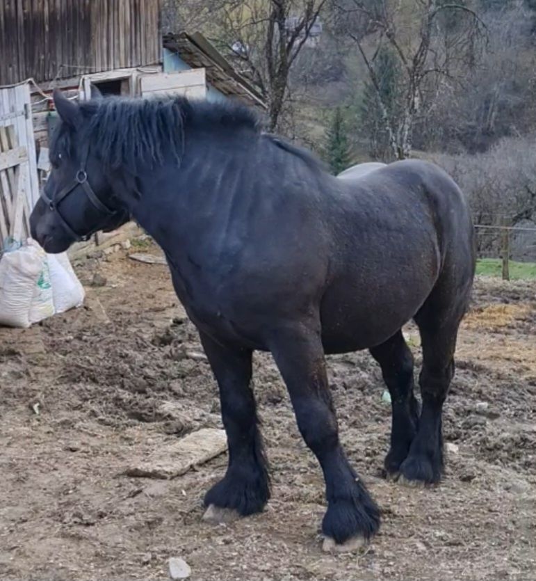 FINN,armăsar ardenez pt monta