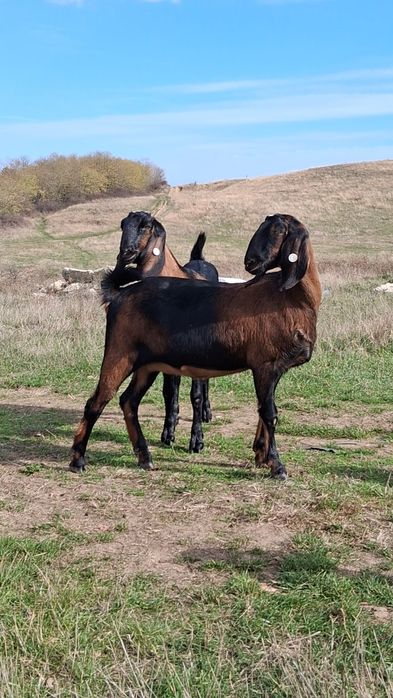 Vând 5capre Anglo Nubiene cu Pedigree