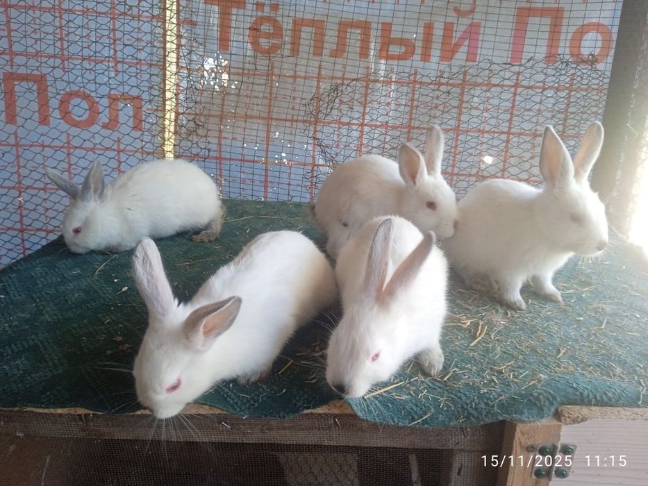 Kaliforniya bolalari sotuvda