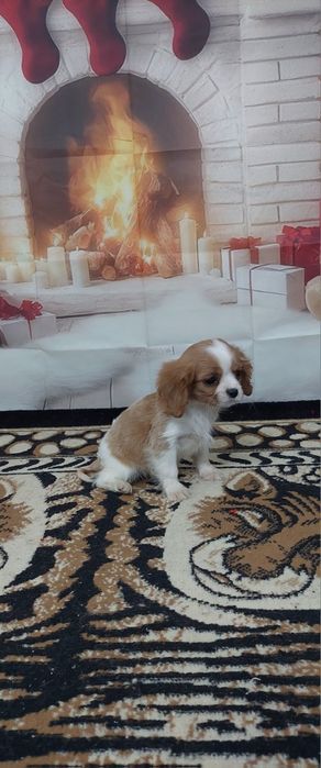 Кавалер кинг чарлз шпаньол.