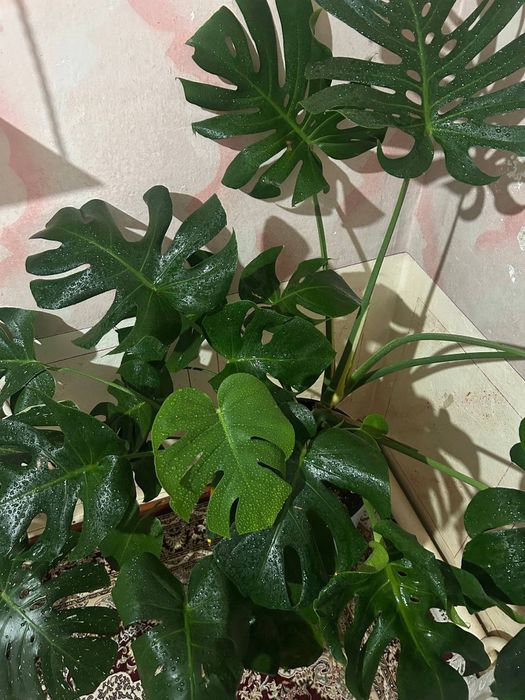 Монстера огромная и красивая