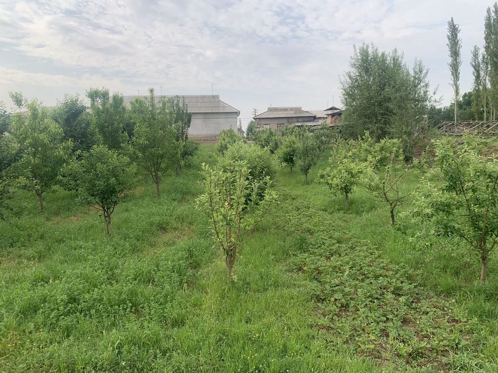 Uchastka sotiladi quruq yeri uzi bog kol dalalar bor