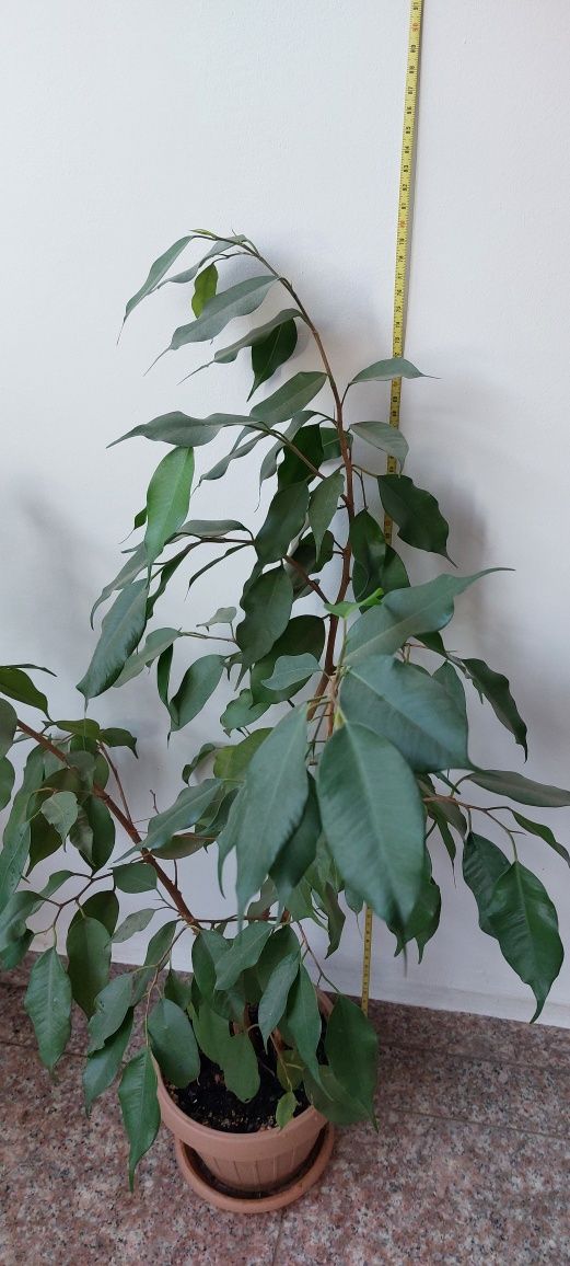 Ficus Benjamina.