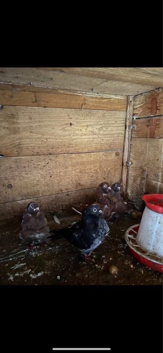 Canf porunbei, pereche