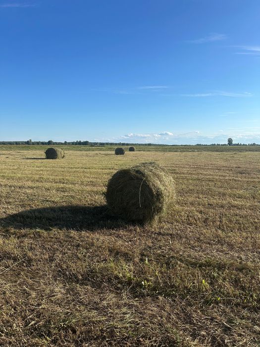 Луговое сено в рулонах, 4000тнг