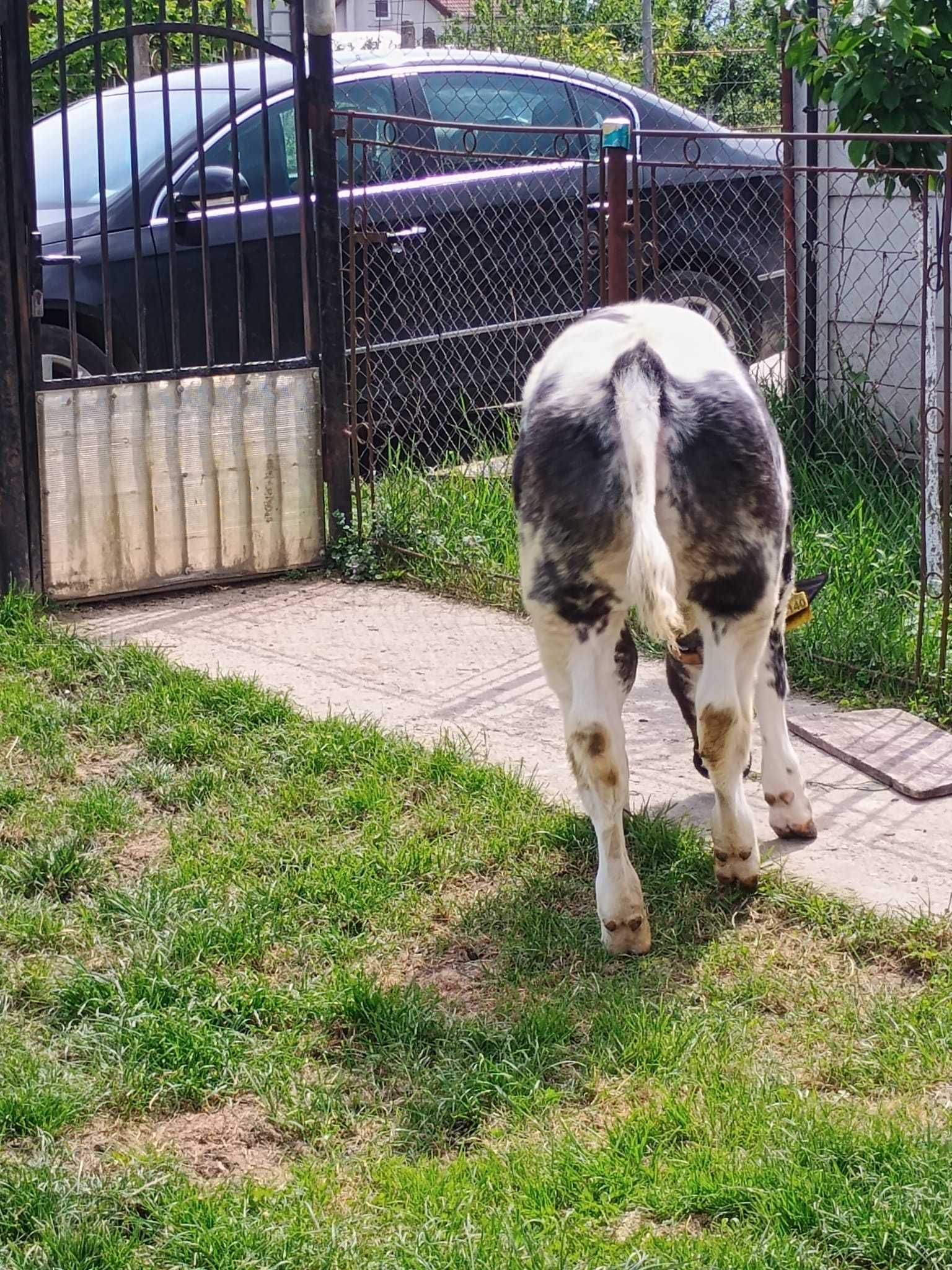 Vând vițică  trei luni și o saptamâna