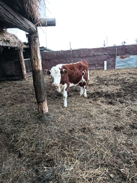 Продам телку 1.5 года