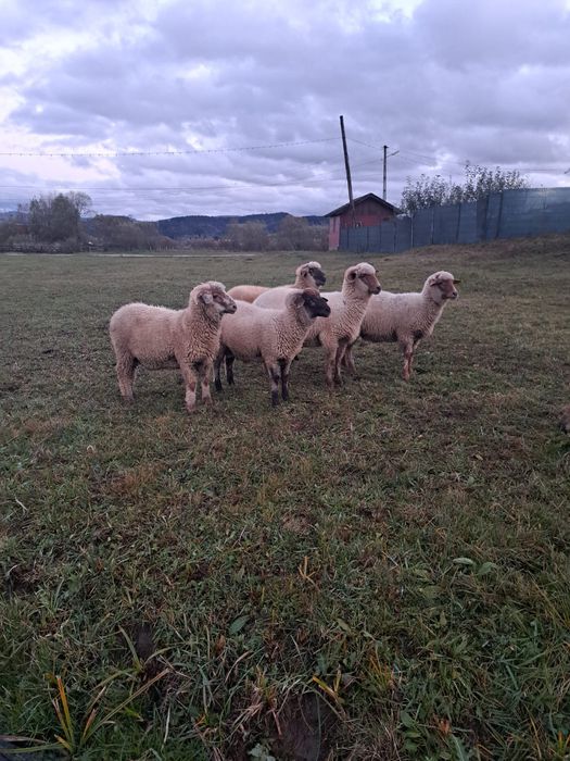 3 berbecuți de vânzare
