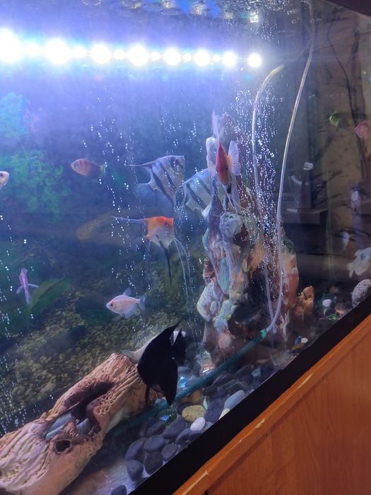 Продам скалярии цена за особь 1500тг