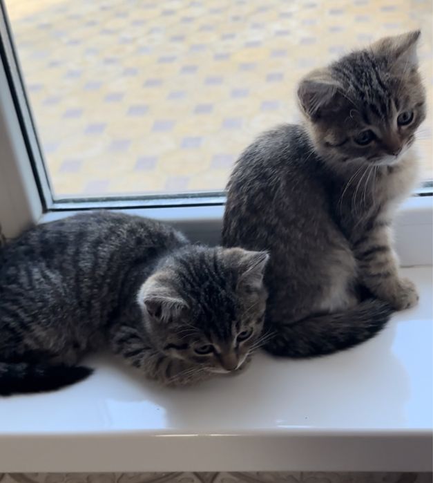 Продам котят 10000