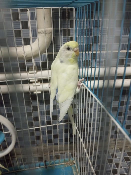 Папугай сатылады клеткасы мен бырге сарысы бала ак ғы кыз