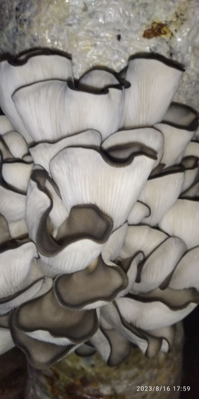 Семена грибов Вешенки