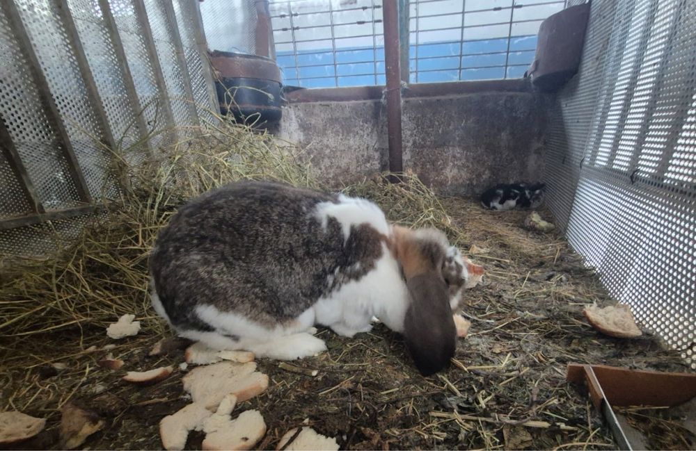 Vând iepuri berbec german