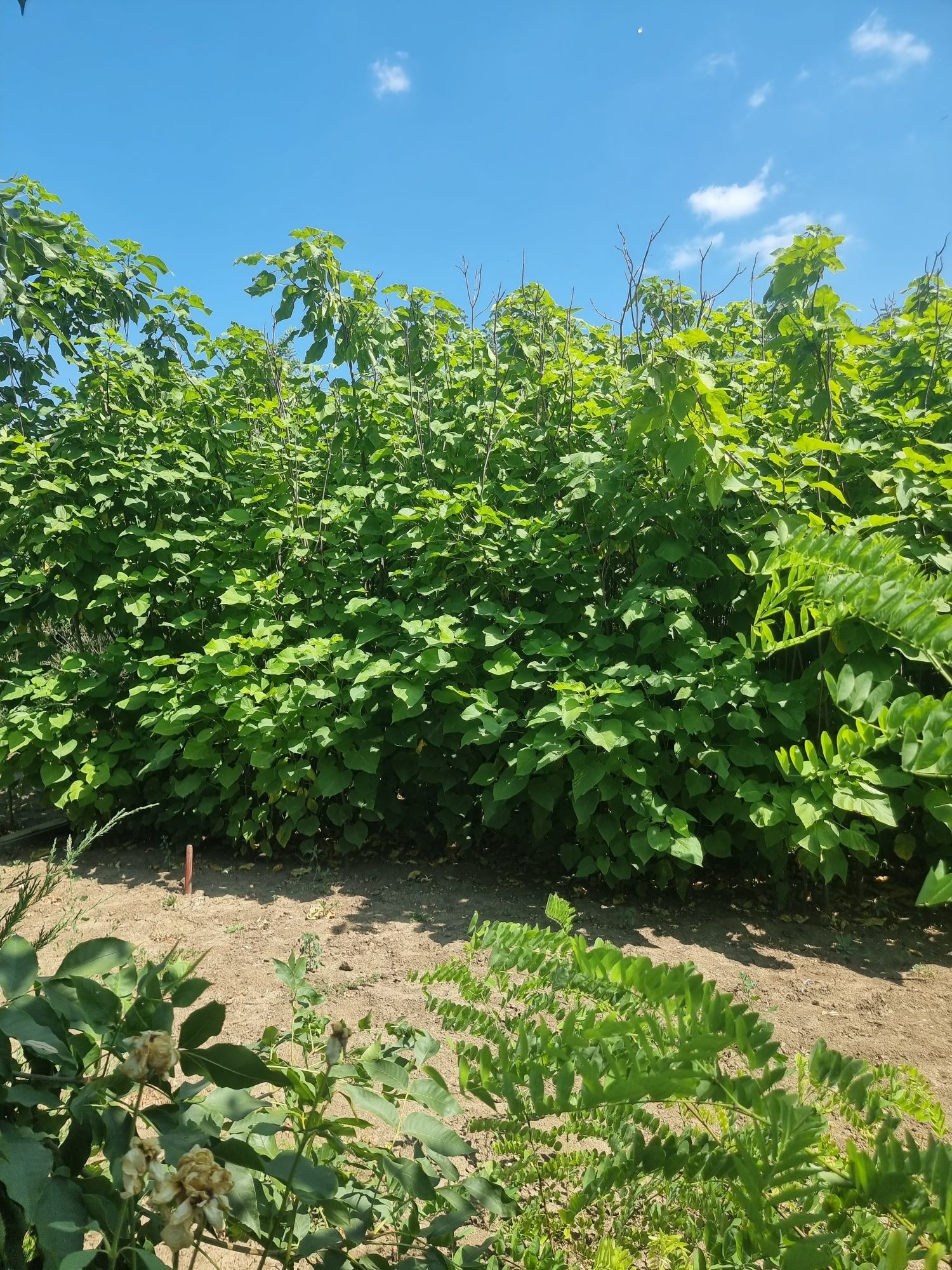 Albizia(arbore de matase),Catalpa,Salcâmi, Salcâmi galbeni,Castani.