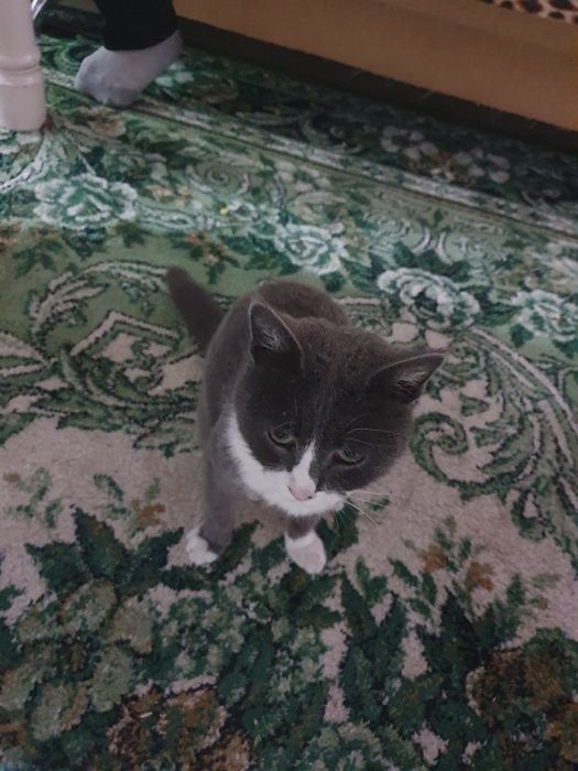 Домашние животные