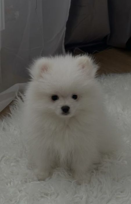 Немецкий малый шпиц 1,5 месяца